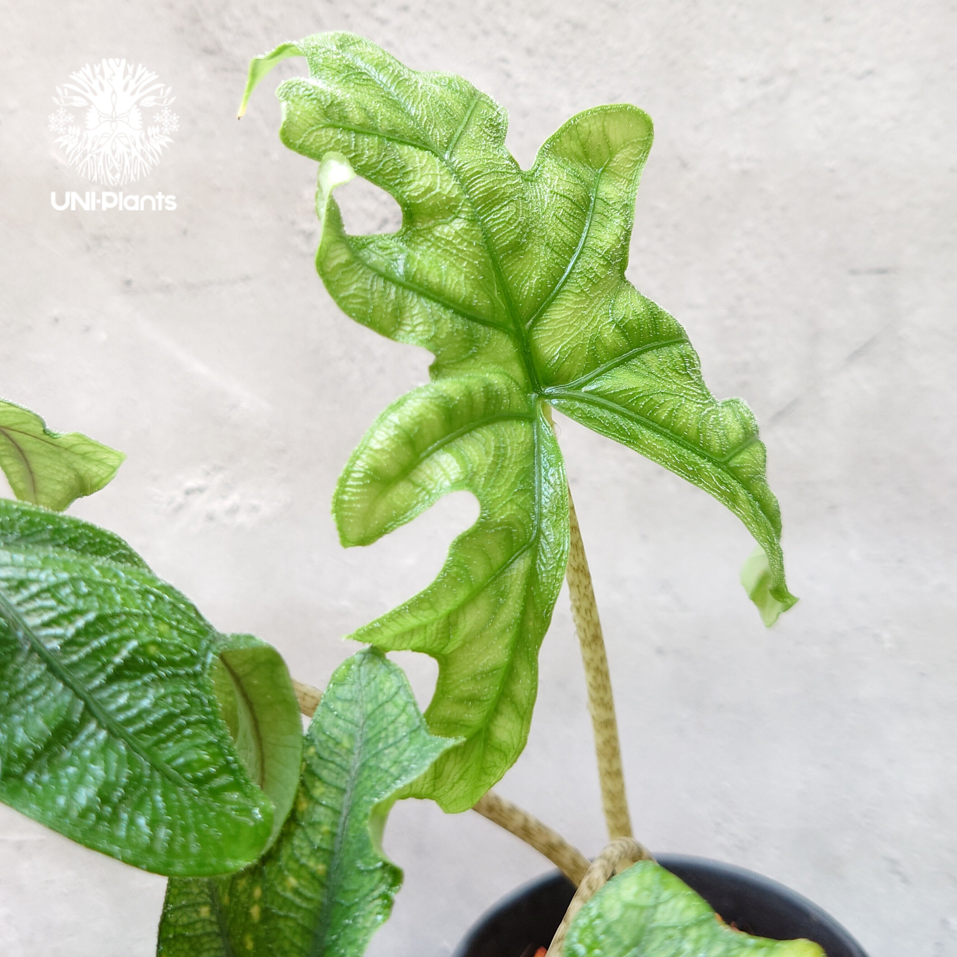 Alocasia jacklyn アロカシア ジャクリン アロカシアジャックリン 観葉