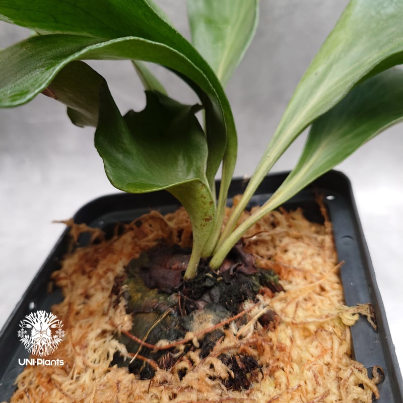 Platycerium hillii 'Dragon Fury' ビカクシダ ヒリー 'ドラゴ