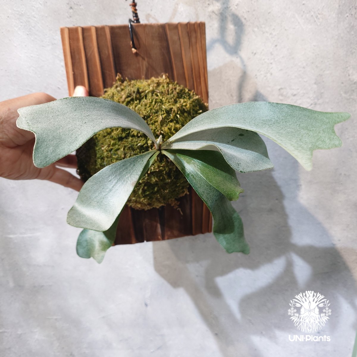 国内繁殖株・一点物】Platycerium little finger｜ビカクシダ リトルフ