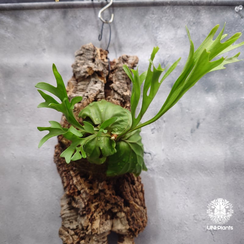 ビカクシダ　リドレイ　パカラン Platycerium ridleyi Pakarang ビカクシダ リドレイ パカラン