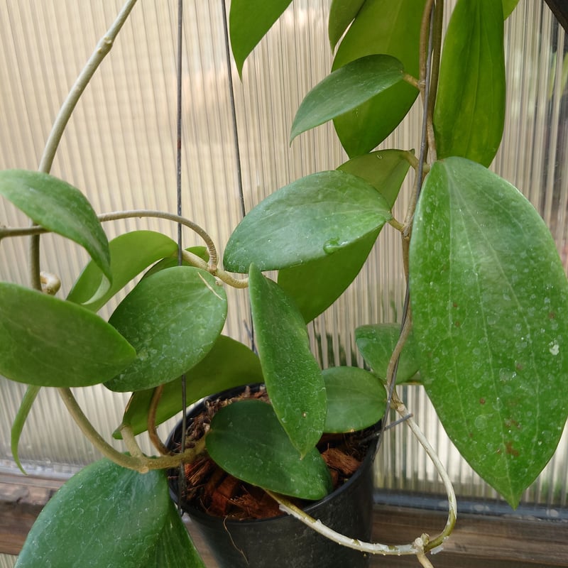 ホヤ アルドリッチ Hoya aldrichii ホヤ植物 サクララン 植物