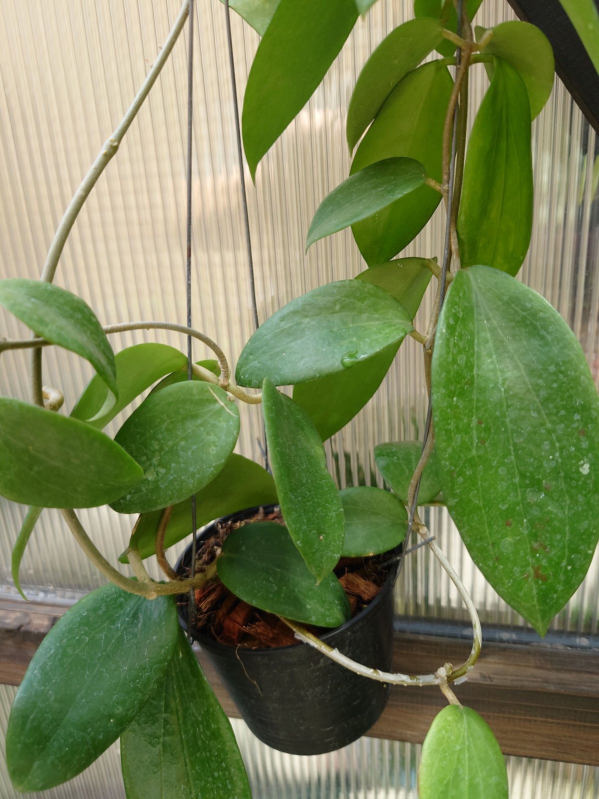 ホヤ アルドリッチ Hoya aldrichii ホヤ植物 サクララン 植物