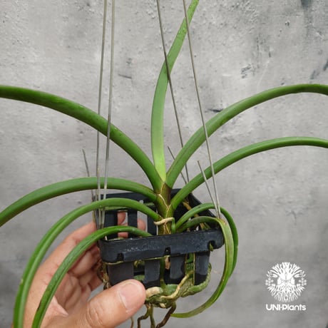 【タイ直輸入・希少】着生ラン ホルコグロッサム キンバリアナム × リンコスティリス ギガンテア｜Holcoglossum kimballianum x Rhynchostylis gigantea