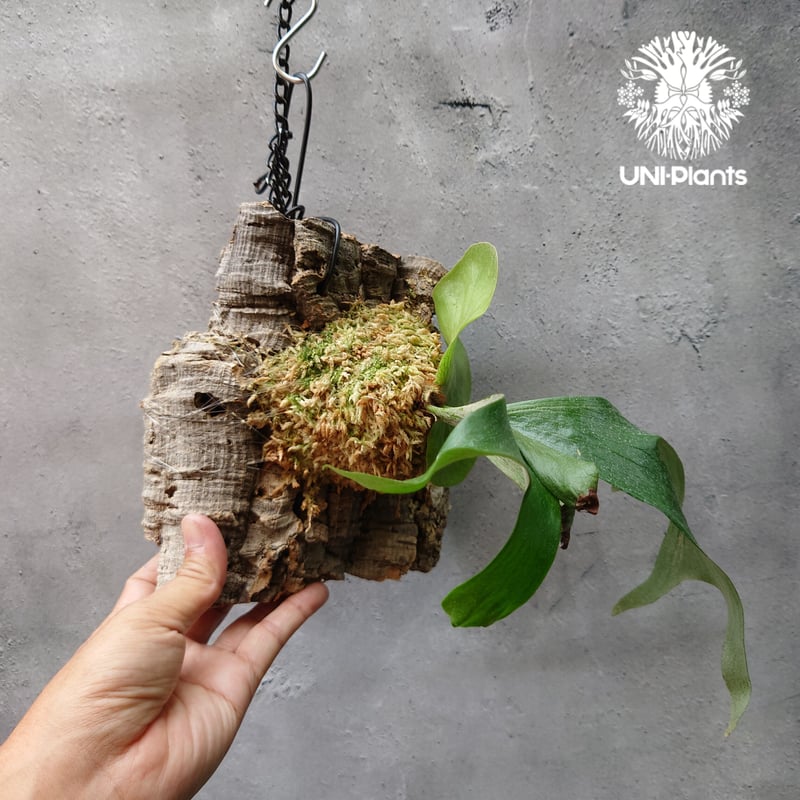 ビカクシダ ステマリア Platycerium stemaria コウモリラン ビカクシダ