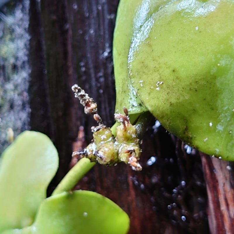 ディスキディア プラティフィラ Dischidia platyphylla | UNI-Pl...