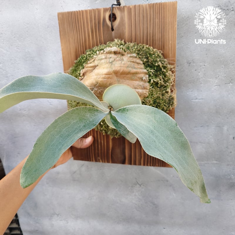 国内繁殖株・一点物】ビカクシダ OMO 'Polar Bear'｜希少株｜Platyceri