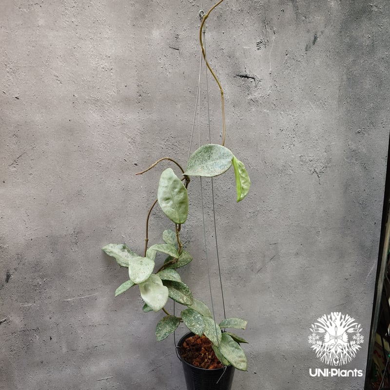 Hoya Carnosa Nova Ghost ホヤ カルノーサ ノバ ゴースト ホヤ Hoya Carnosa Nova Ghost ホヤ カルノーサ ノバ ゴースト ホヤ