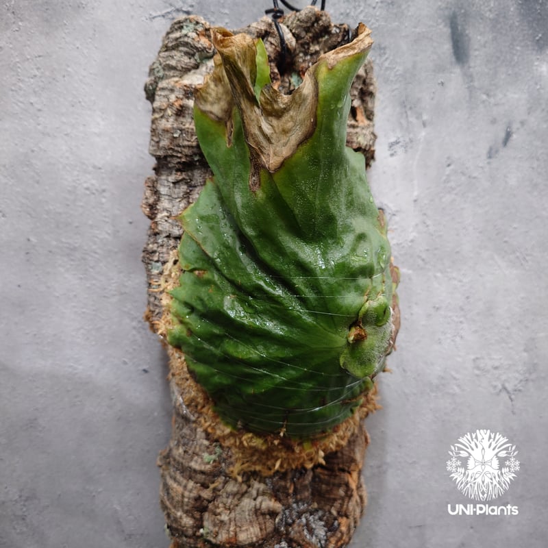 Platycerium grande ビカクシダ グランデ ビカクシダ原種 植物 シダ