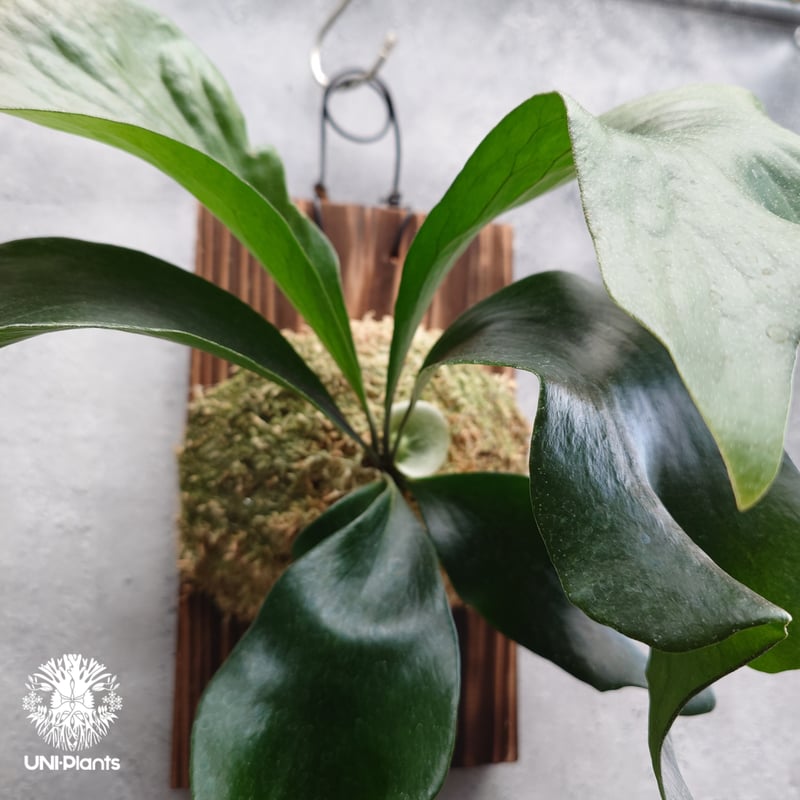 Platycerium hillii 'TT1' ビカクシダ ヒリー Platycerium