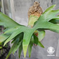 国内繁殖株・一点物】Platycerium ridleyi | ビカクシダ リドレイ