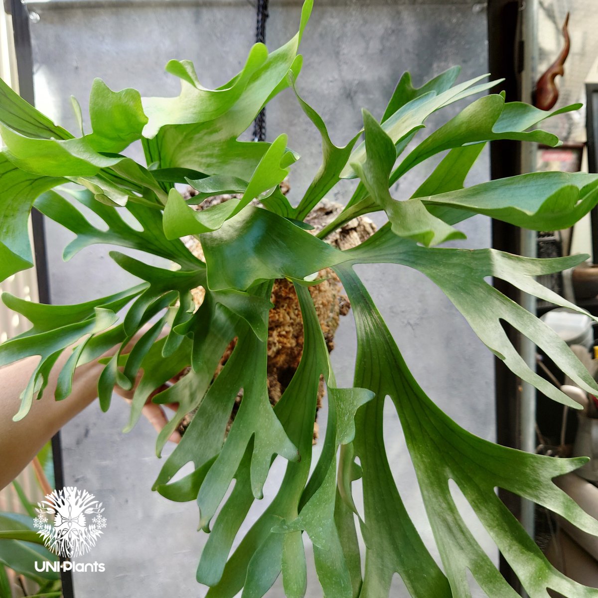 コウモリラン ビカクシダ キッチャクード Platycerium mt.kitshakood コウモリ