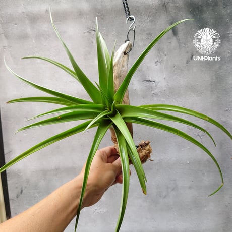 Tillandsia flexnosa var.vivipara ティランジア チランジア·フレキシオーサ ヴィヴィパラ 珍奇植物 インテリア植物 エアープランツ エアプランツ ブロメリア科 植物