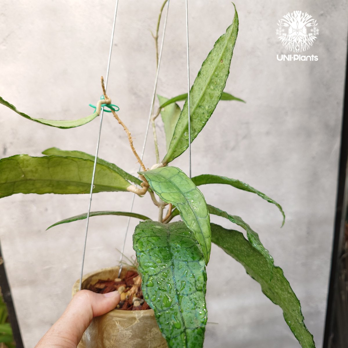 hoya ホヤ フィルラ ロング 4号 Hoya finlaysonii long leaves ホヤ フィンレイソニー ロング