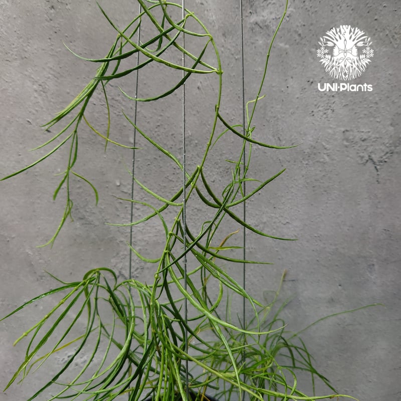 専用＊0927＊ホヤ ＊ステノフィラ Hoya stenophylla ホヤ ステノフィラ 希少 ホヤ植物 ホヤの花