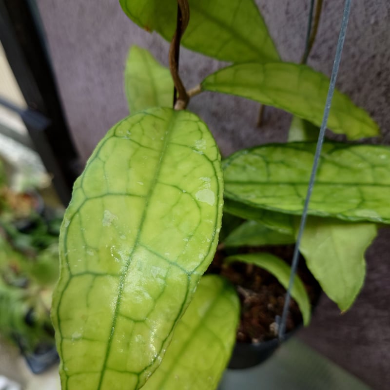 Hoya finlaysonii long leaves ホヤ フィンレイソニー ロング