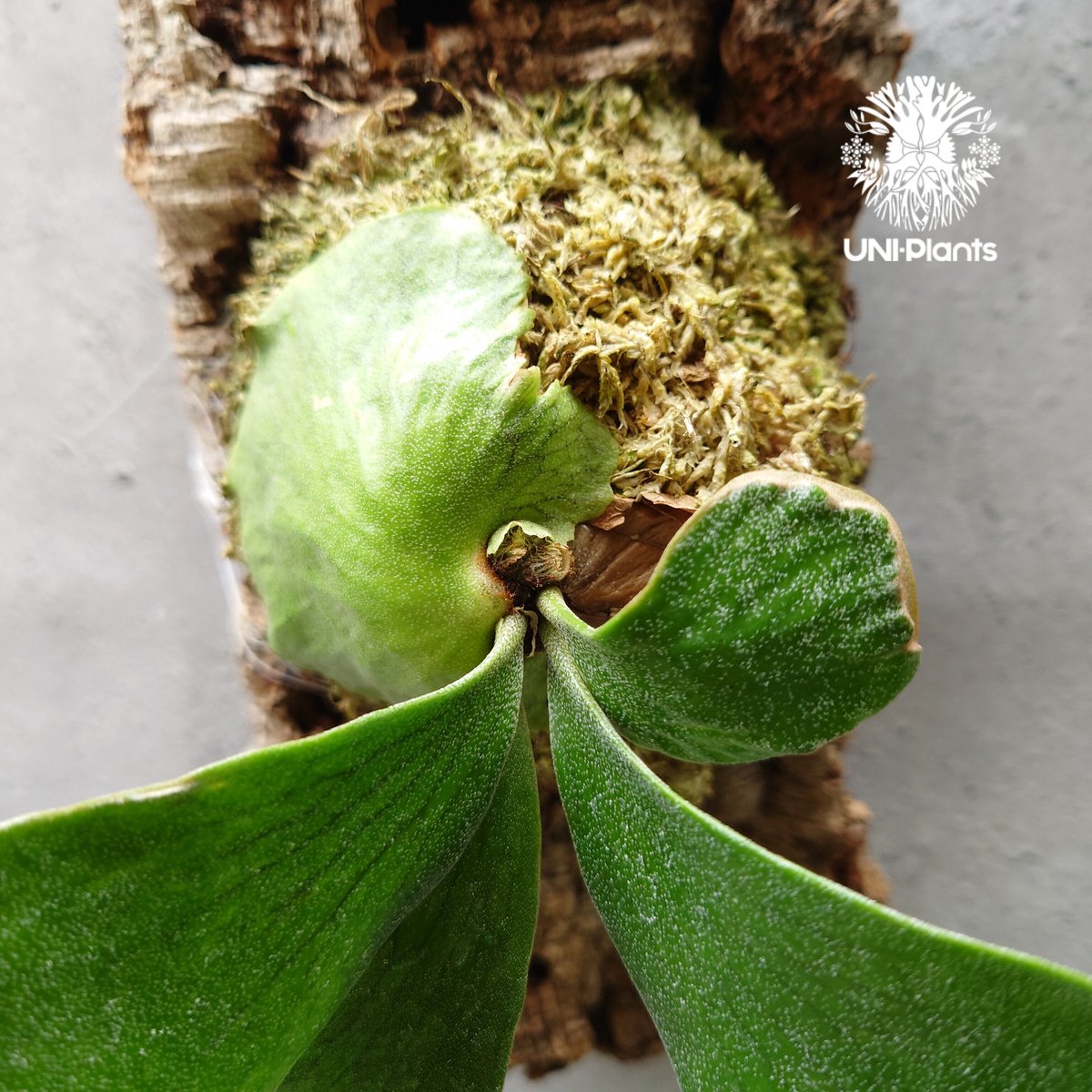 ビカクシダ エリシー Platycerium ellisii コウモリラン ビカクシダ エリシー Platycerium ellisii コウモリラン