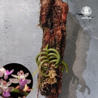 【タイ直輸入・着生ラン】Cleisostoma arietinum |  クレイソストマ・アリエティナム |  Orchid｜着生ラン｜着生蘭