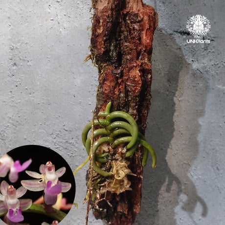 CATEGORY 着生ラン (Orchid) | UNI-Plants ビカクシダ、ホヤ植物、