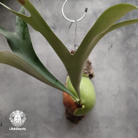Platycerium small farn ビカクシダ スモールファーン ×エリシー シダ植物 ビカクシダコルク付け 着生植物