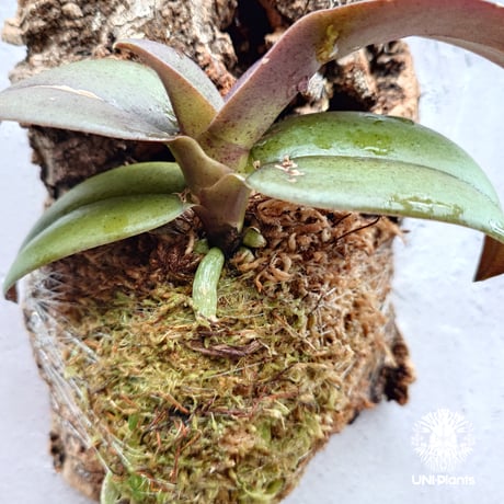 Phalaenopsis pulcherrima var Red ubon 着生植物 洋ラン 着生蘭 着生ラン 着生コルク ハンキング植物