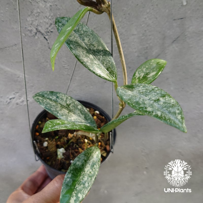 Hoya carnosa Wilbur Graves China ホヤ カルノサ ウィバー グ