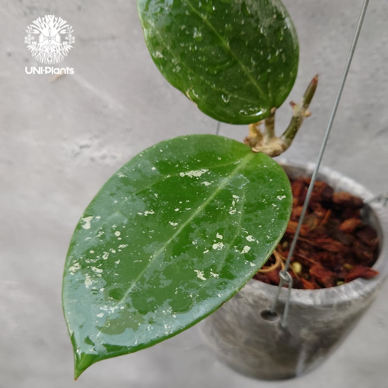 Hoya Parasitica Heart Leaves Splash ホヤ パラシティカ ハ Hoya Parasitica Heart Leaves Splash ホヤ パラシティカ ハ