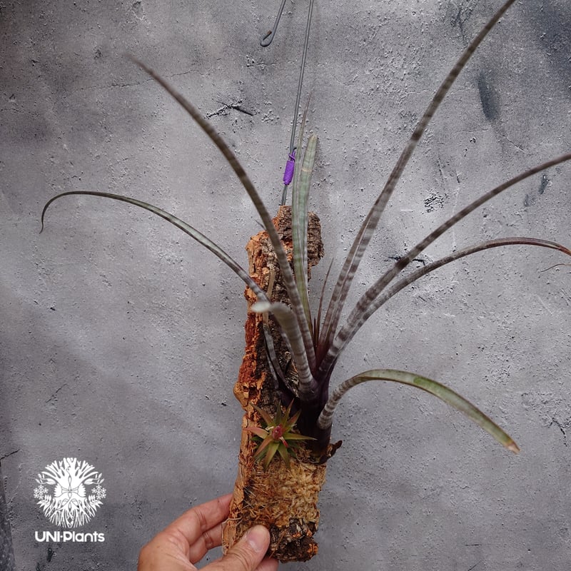 Tillandsia hildae チランジア ヒルダエ インテリア植物 エアー
