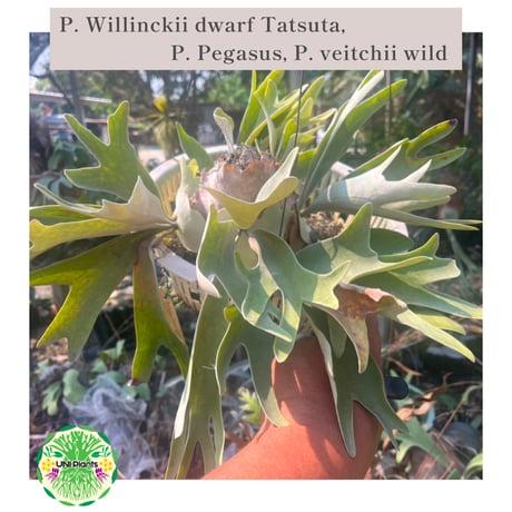 【タイ直輸入・現地選抜】Platycerium Willinckii dwarf Tatsuta,  P.Pegasus,  P.veitchii wild