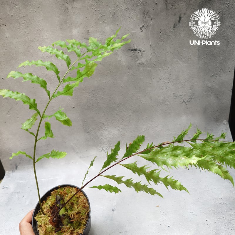 ★ ドリナリア リギデュラ ホワイティ ★ D ☆ ドリナリア リギデュラ ホワイティ ☆ D ドリナリア