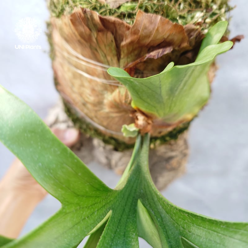 Platycerium coronarium Thin ビカクシダ コロナリウム シン ビカク