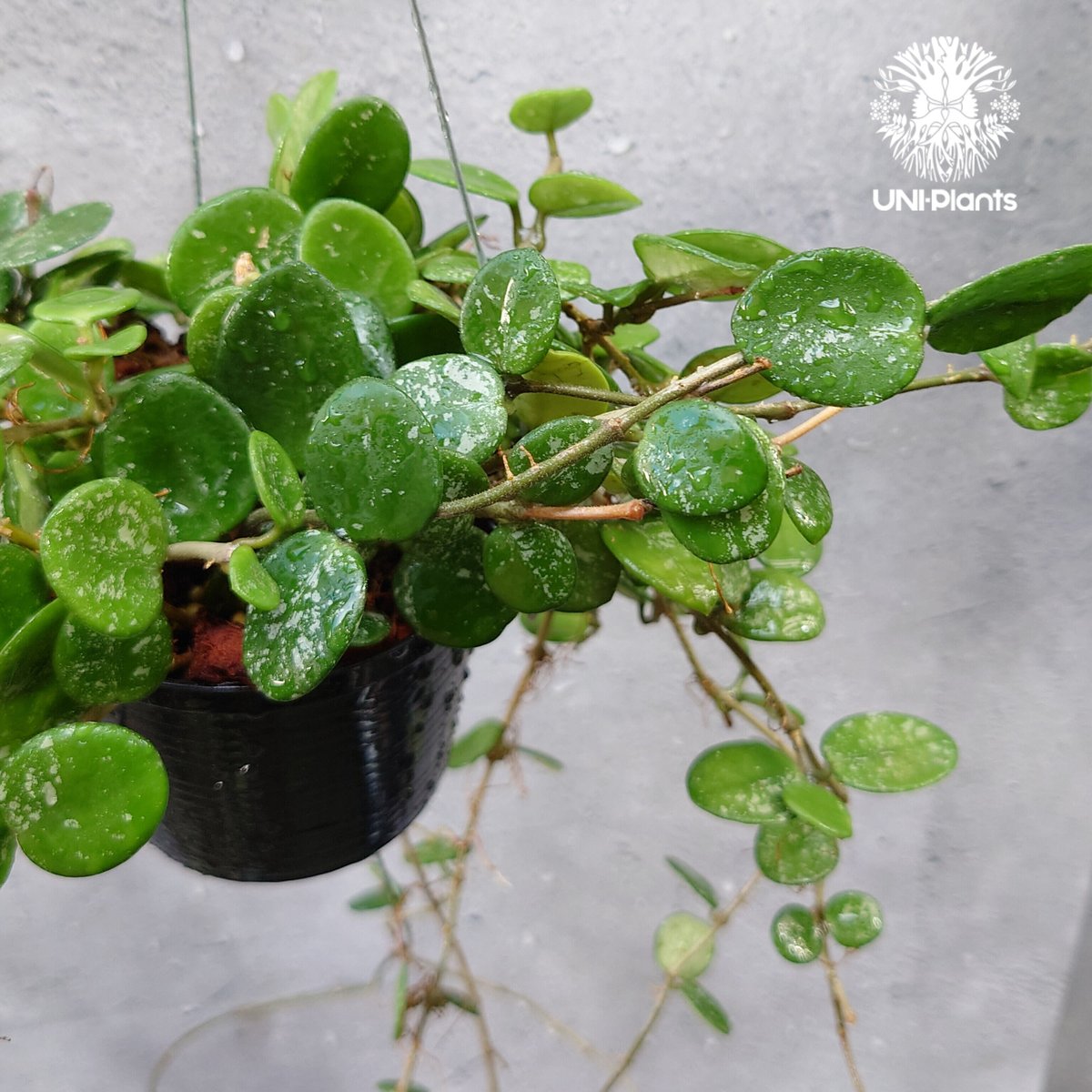 リ*ン様 ホヤ　マチルダ　斑入り　内斑　 Hoya mathilde varie リ*ン様 ホヤ マチルダ 斑入り 内斑 Hoya mathilde varie 16