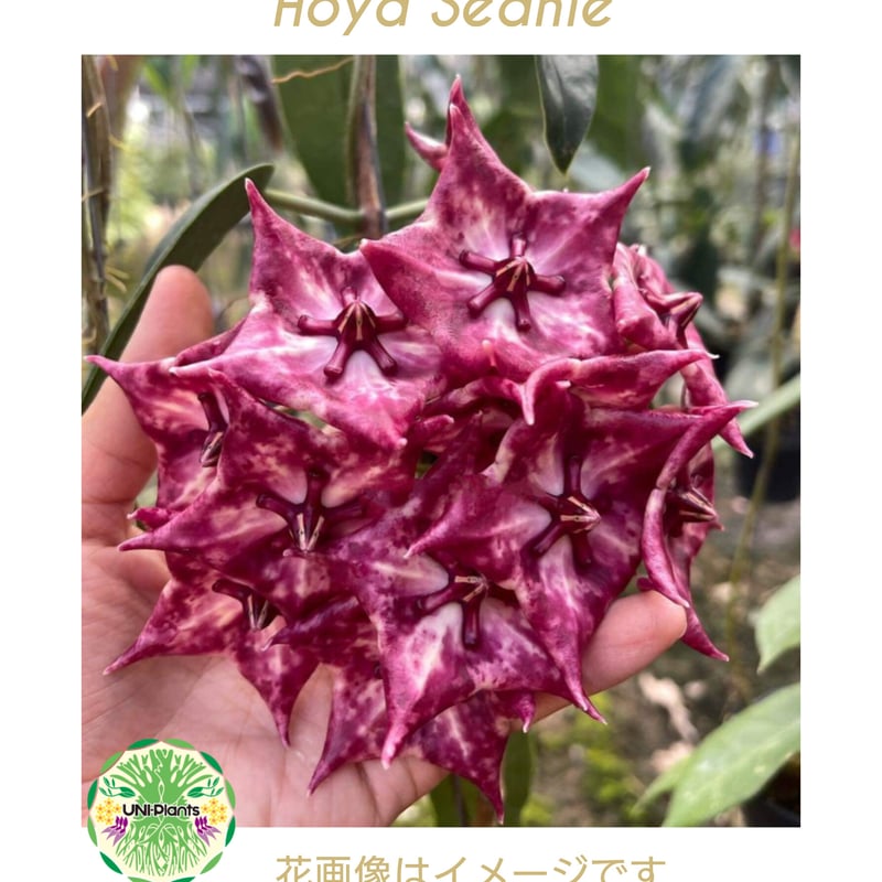 Hoya Seanie 希少 ホヤ植物 ホヤの花 珍しい つる性植物 ハンギング