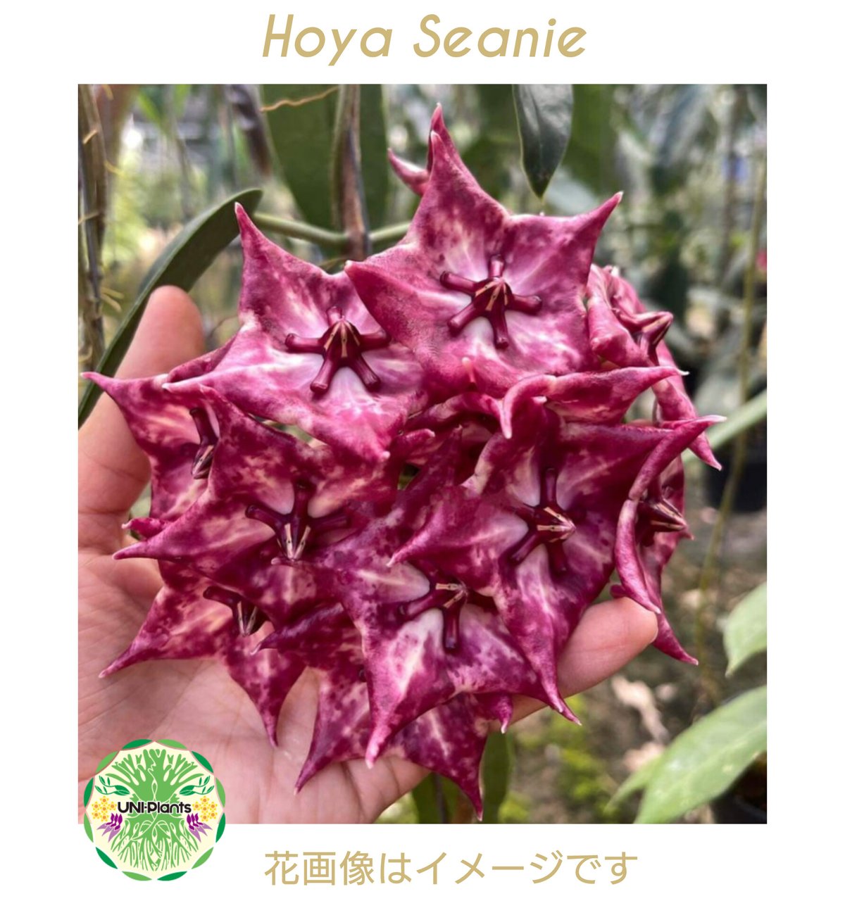 Hoya Seanie 希少 ホヤ植物 ホヤの花 珍しい つる性植物 ハンギング