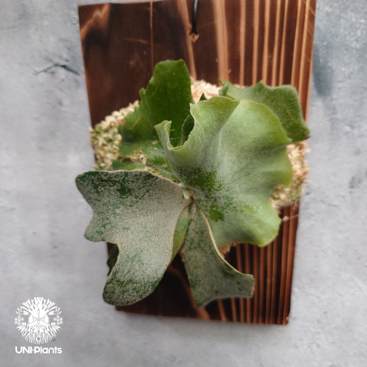 Platycerium willinckii wild コンパクト？ 🌱Platycerium willinckii 🌱 wild From Indonesia🇮🇩 #Platycerium