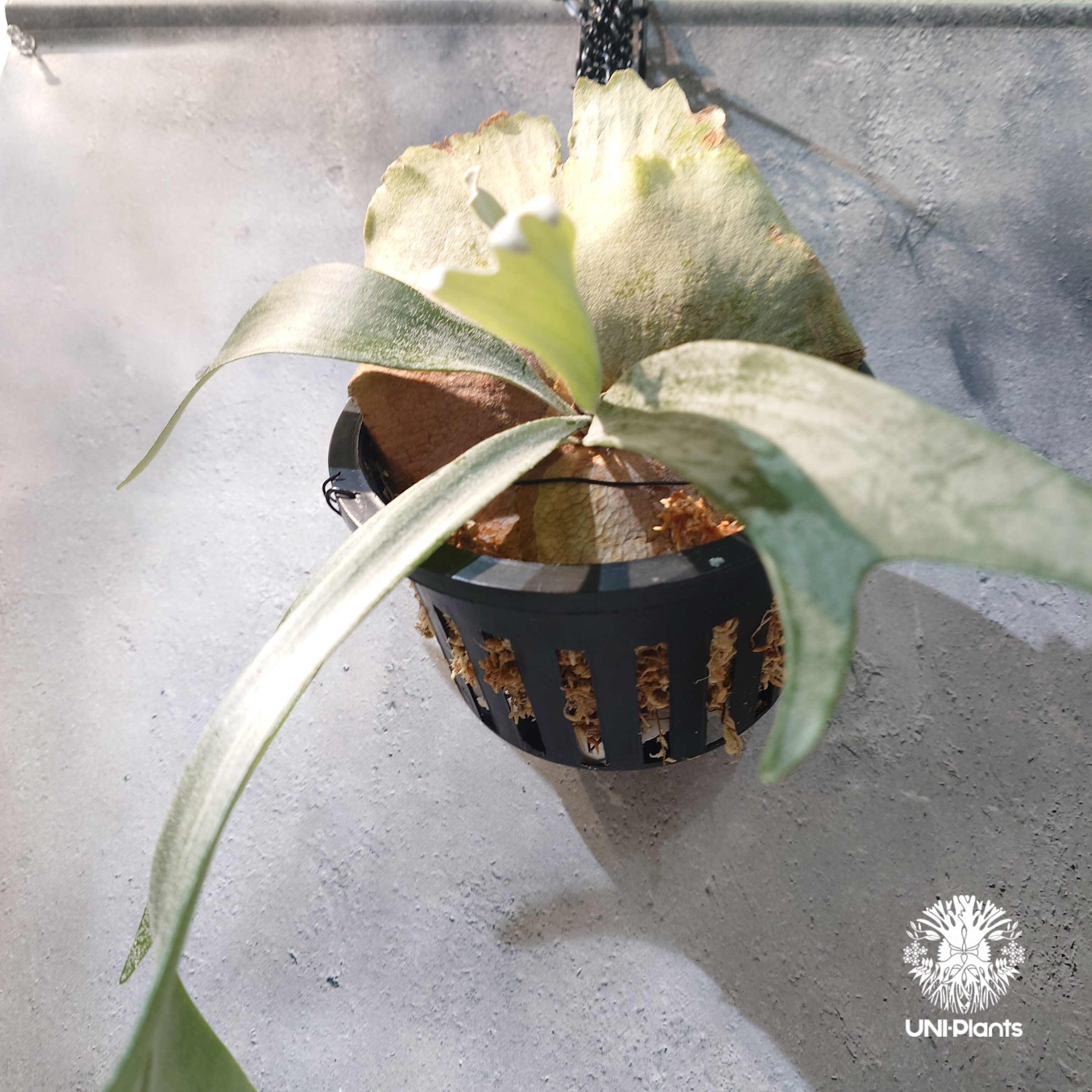 国内繁殖株・一点物】Platycerium bifurcatum 'white' ｜ビカ