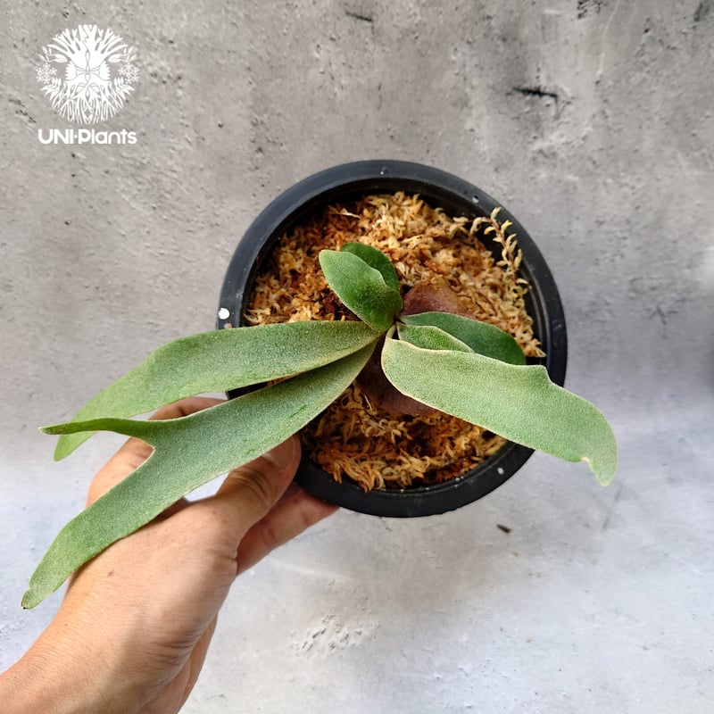 P.Willinckii Dwarf Tatsuta (子株) P.Willinckii Dwarf Tatsuta (子株