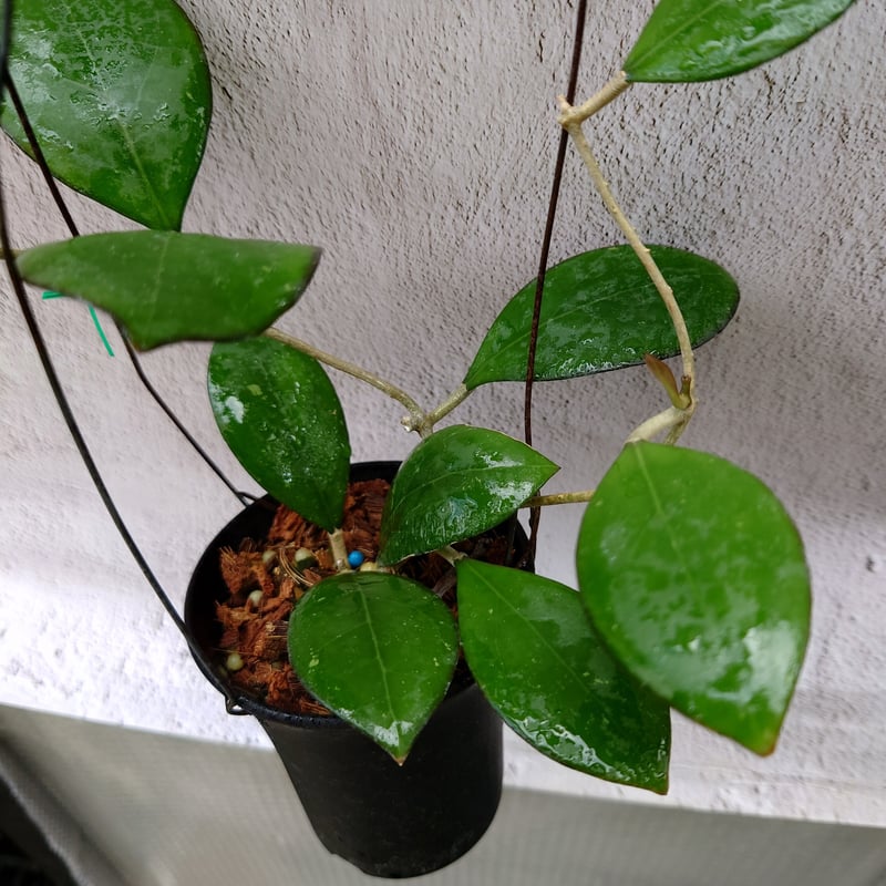Natalia　ホヤ Hoya cv. Nathalie ホヤ cv.ナタリー ホヤ植物 希少なホヤ植物