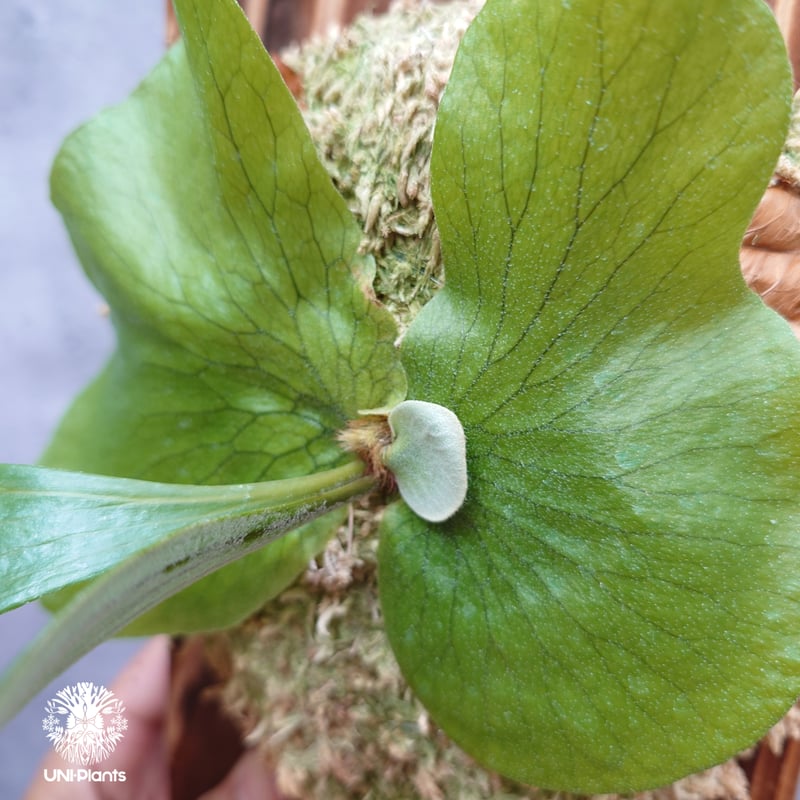ビカクシダ ステマリア Platycerium stemaria ビカクシダ原種 シダ植物