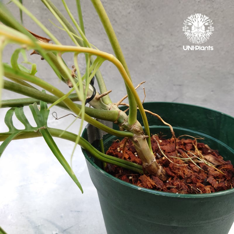 Philodendron tortum フィロデンドロン トータム フィロデンドロン Phil