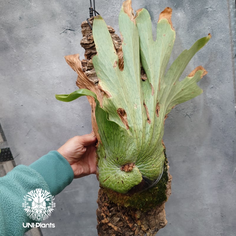Platycerium wandae wild ビカクシダ ワンダエ ワイルド株