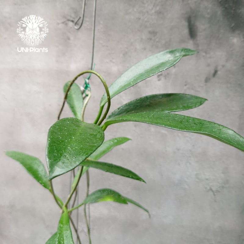 希少! Hoya pubicalyx 'black dragon 限定 ホヤ植物 ホヤの花