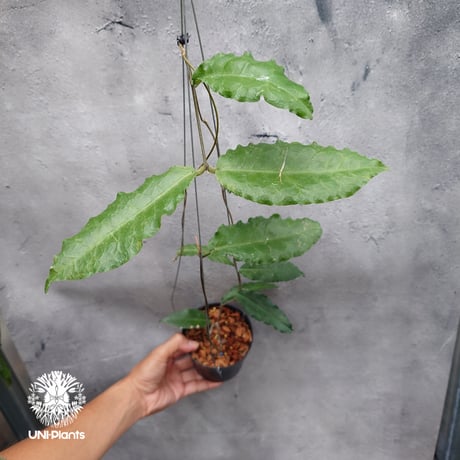 【ご予約者様専用ページ】 ご予約No.UH-251019-1040 Hoya Plleana / Hoya Versteegii