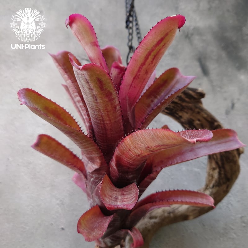 Aechmea nundicaulis hybrid エクメア ヌディカウリス hybrid