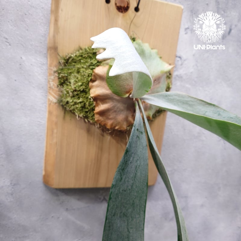 ビカクシダP. Saikeaw サイケオ 親株 傷あり P. Saikeaw (pup