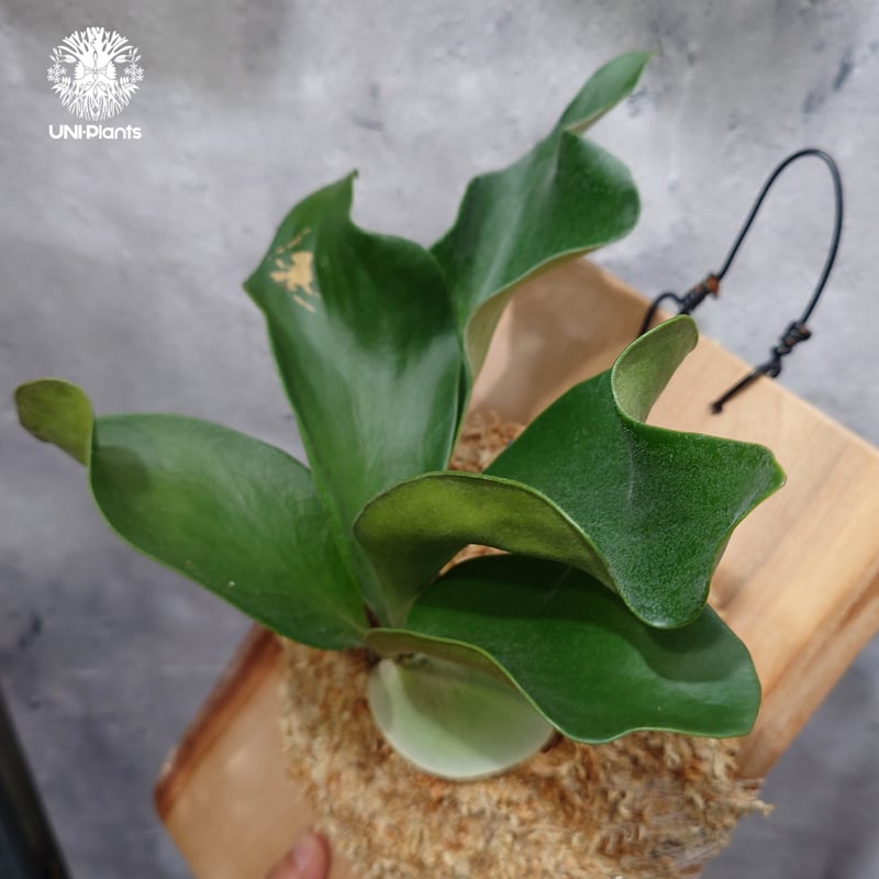 Platycerium hillii cv.Dragon ビカクシダ ヒリードラゴン コウモリ