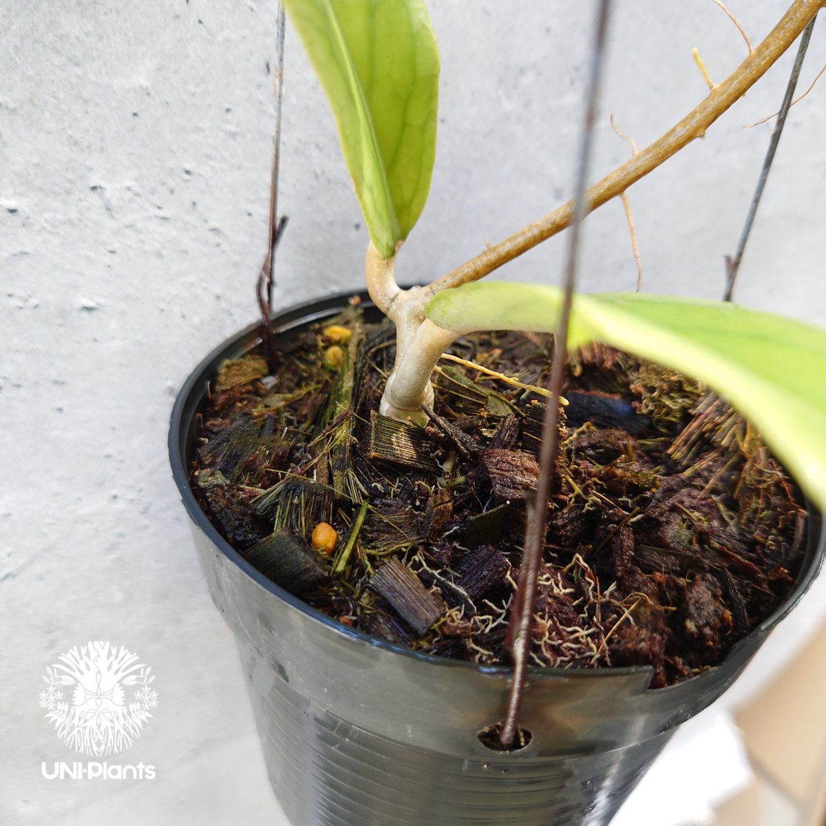 Hoya sp.Kast ホヤ sp.カスト ホヤ植物 ホヤの花 希少な植物 ツル性