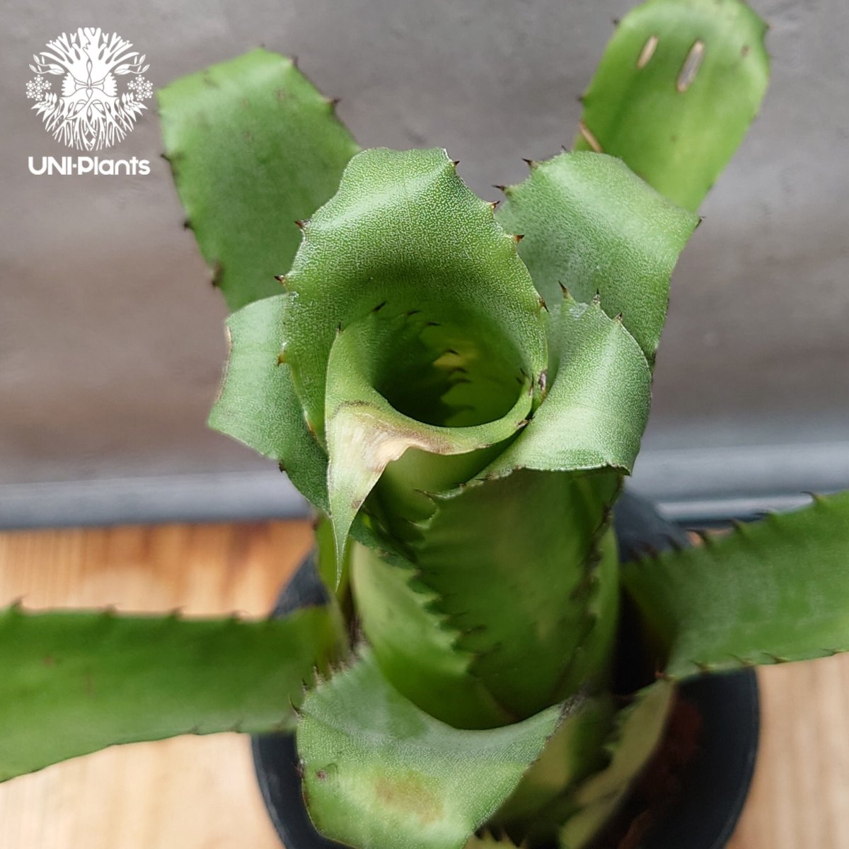 Hohenbergia magnispina ホヘンベルギア マグニスピナ タンク