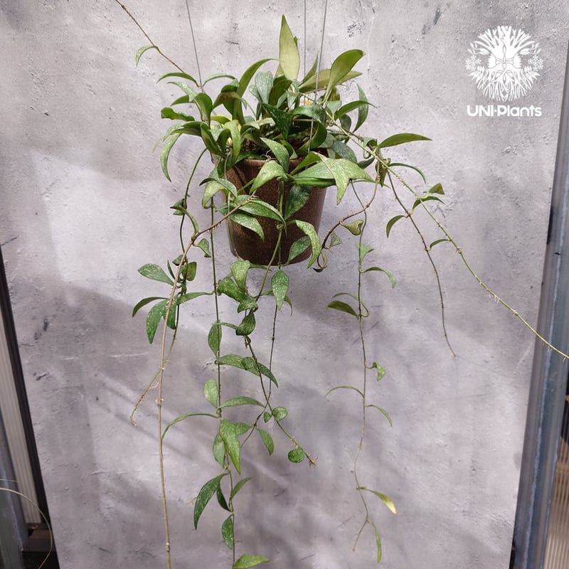 限定1株入荷 Hoya Parviflora splash ホヤ パルビフローラ スプラッシ