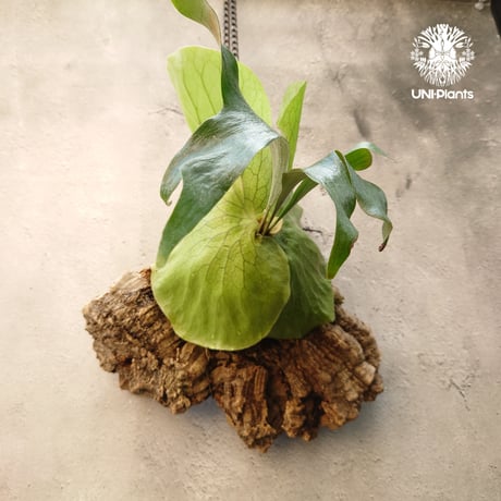 ビカクシダステマリア | STORES