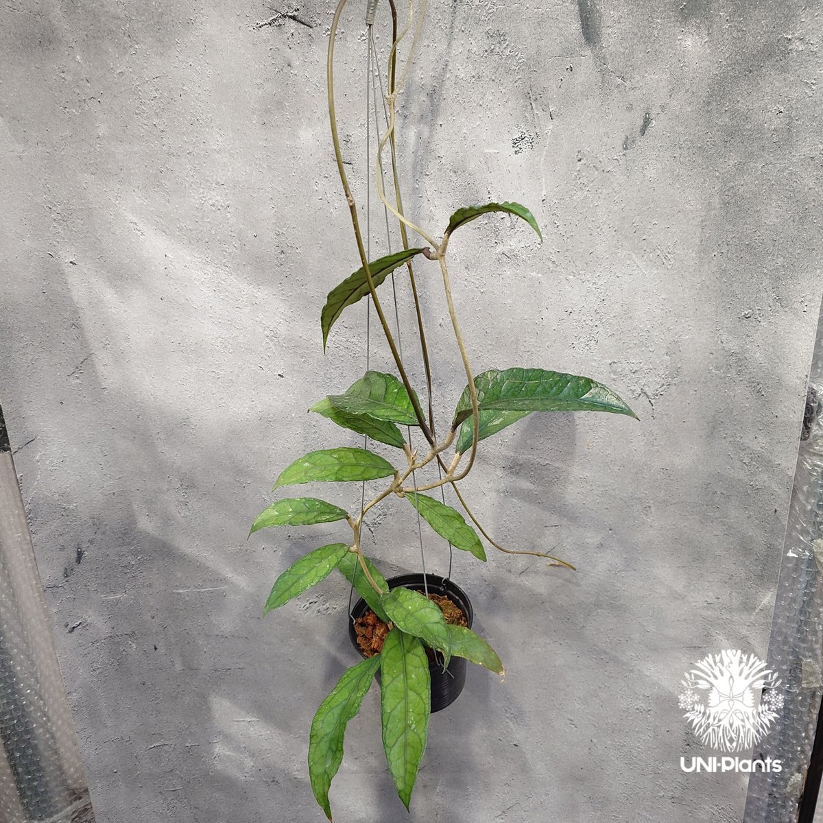 Hoya Aceh (NAP 01) ホヤ 希少 ホヤ植物 ホヤの花 珍しい 希少なホヤ